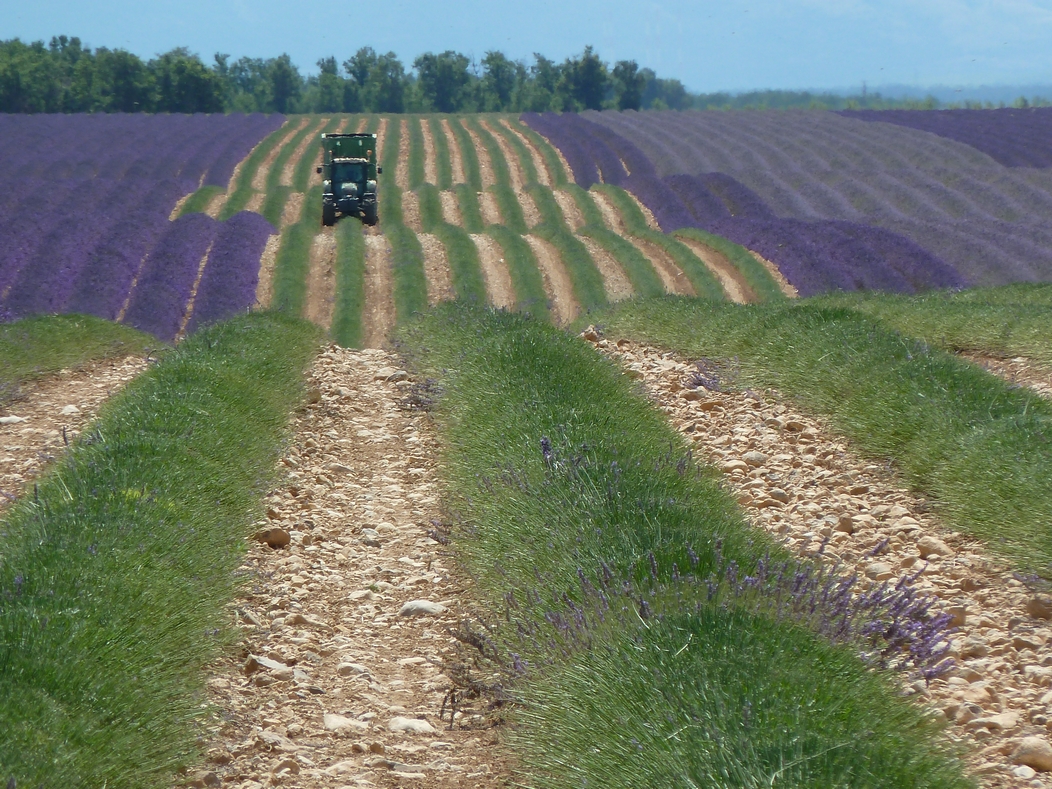 Motorcycle tour to the lavender fields of Provence